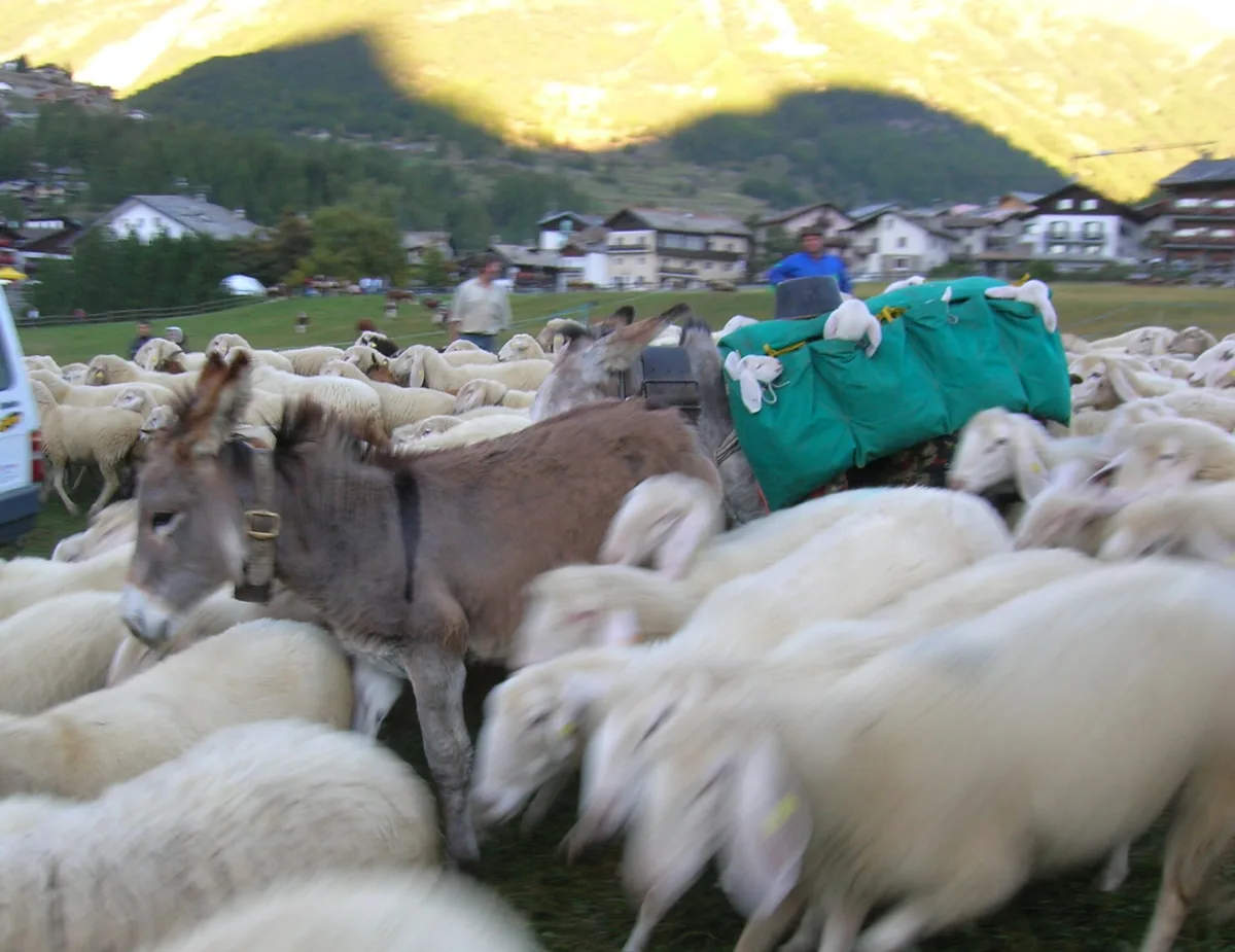 Plaisirs de culture Aosta 2026: date e programma, guida completa